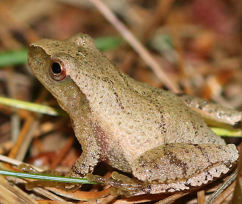 Northern Spring Peeper - Pseudacris c. crucifer This frog had very light tan skin with slightly darker markings, including a distinctive X-shaped mark on its back. They can darken or lighten their skin color to better camouflage themselves in only a few minutes. 

Habitat: Mixed forest Geotagged,Northern Spring Peeper,Pseudacris crucifer,Spring peeper,Summer,United States,frog,peeper