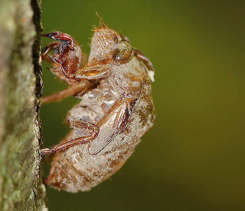 Cicada Exuvia - Cicadidae Mature nymphs emerge from the soil at night and climb onto nearby vegetation or any vertical surface. They then molt into winged adults. Their shed outer skins or exoskeletons are found attached to tree trunks and twigs. You can still see the dirt on this exuvia left from when the nymph lived underground.

Habitat: Coniferous forest
 Cicada Exuvia,Cicadidae,Geotagged,Summer,United States,cicada,exuvia