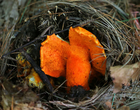 Lobster Mushroom - Hypomyces lactifluorum Fruiting body was hard, orange, and oddly shaped. The "lobster mushroom" is actually a fungus that has parasitized a Russula or Lactarius mushroom.

Habitat: Growing on the ground in a coniferous forest. Geotagged,Hypomyces,Hypomyces lactifluorum,Lobster mushroom,Summer,United States,mushroom