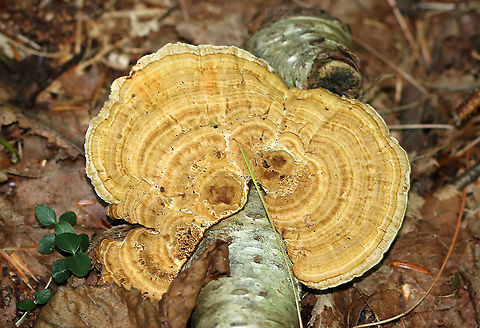 Gilled Polypore - Trametes betulina This polypore does actually have true gills. The textured cap is irregularly shaped with concentric zones of yellow, orange, brown, and gray colors. Gills are white, but the ones on this specimen were old and dingy.

Habitat: Growing on birch
https://www.jungledragon.com/image/90678/gilled_polypore_-_trametes_betulina.html Geotagged,Lenzites betulina,Summer,Trametes,Trametes betulina,United States,gilled polypore,polypore