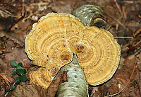 Gilled Polypore - Trametes betulina This polypore does actually have true gills. The textured cap is irregularly shaped with concentric zones of yellow, orange, brown, and gray colors. Gills are white, but the ones on this specimen were old and dingy.<br />
<br />
Habitat: Growing on birch<br />
https://www.jungledragon.com/image/90678/gilled_polypore_-_trametes_betulina.html Geotagged,Lenzites betulina,Summer,Trametes,Trametes betulina,United States,gilled polypore,polypore