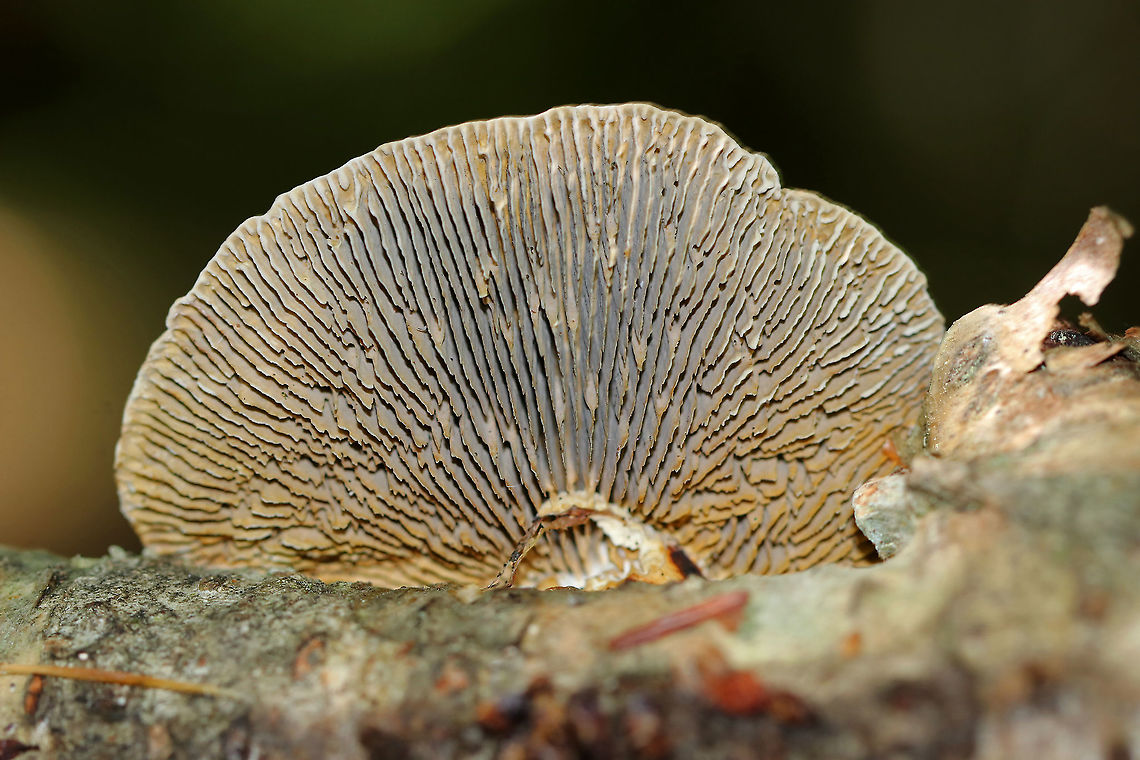 Gilled Polypore - Trametes betulina This polypore does actually have true gills. The textured cap is irregularly shaped with concentric zones of yellow, orange, brown, and gray colors. Gills are white, but the ones on this specimen were old and dingy.<br />
<br />
Habitat: Growing on birch<br />
<figure class="photo"><a href="https://www.jungledragon.com/image/90677/gilled_polypore_-_trametes_betulina.html" title="Gilled Polypore - Trametes betulina"><img src="https://s3.amazonaws.com/media.jungledragon.com/images/3232/90677_thumb.jpg?AWSAccessKeyId=05GMT0V3GWVNE7GGM1R2&Expires=1767225610&Signature=UFZJQ2%2FwRRx%2FOF8tG4CJY7y3FxU%3D" width="200" height="138" alt="Gilled Polypore - Trametes betulina This polypore does actually have true gills. The textured cap is irregularly shaped with concentric zones of yellow, orange, brown, and gray colors. Gills are white, but the ones on this specimen were old and dingy.<br />
<br />
Habitat: Growing on birch<br />
https://www.jungledragon.com/image/90678/gilled_polypore_-_trametes_betulina.html Geotagged,Lenzites betulina,Summer,Trametes,Trametes betulina,United States,gilled polypore,polypore" /></a></figure> Geotagged,Lenzites betulina,Summer,United States,polypore,trametes,trametes betulina