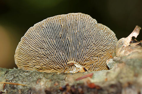 Gilled Polypore - Trametes betulina This polypore does actually have true gills. The textured cap is irregularly shaped with concentric zones of yellow, orange, brown, and gray colors. Gills are white, but the ones on this specimen were old and dingy.

Habitat: Growing on birch
https://www.jungledragon.com/image/90677/gilled_polypore_-_trametes_betulina.html Geotagged,Lenzites betulina,Summer,United States,polypore,trametes,trametes betulina