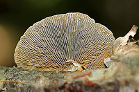 Gilled Polypore - Trametes betulina This polypore does actually have true gills. The textured cap is irregularly shaped with concentric zones of yellow, orange, brown, and gray colors. Gills are white, but the ones on this specimen were old and dingy.<br />
<br />
Habitat: Growing on birch<br />
https://www.jungledragon.com/image/90677/gilled_polypore_-_trametes_betulina.html Geotagged,Lenzites betulina,Summer,United States,polypore,trametes,trametes betulina
