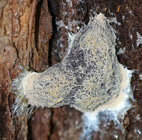Dog Vomit Slime Mold - Fuligo septica The inside looked like cocoa powder, which made me wish I had hot chocolate ;P.

Habitat: Growing on rotting wood in a mixed forest. Dog vomit slime mold,Fuligo septica,Geotagged,Summer,United States,fungus,slime mold
