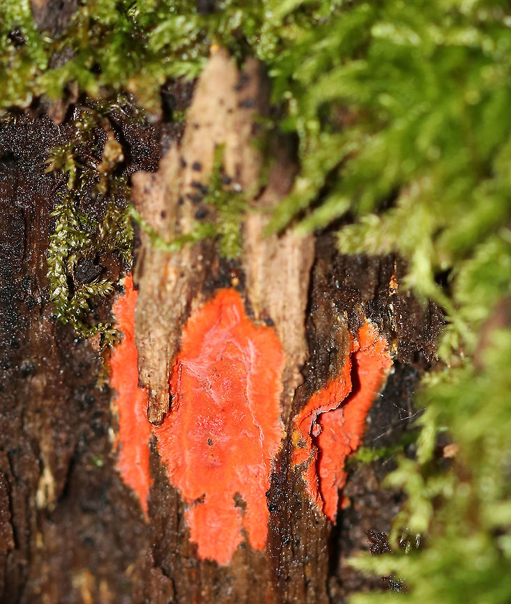 Unidentified Fungus Fungus or slime mold? <br />
<br />
Habitat: Rotting wood Geotagged,Summer,United States,fungus,slime mold