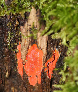 Unidentified Fungus Fungus or slime mold? 

Habitat: Rotting wood Geotagged,Summer,United States,fungus,slime mold
