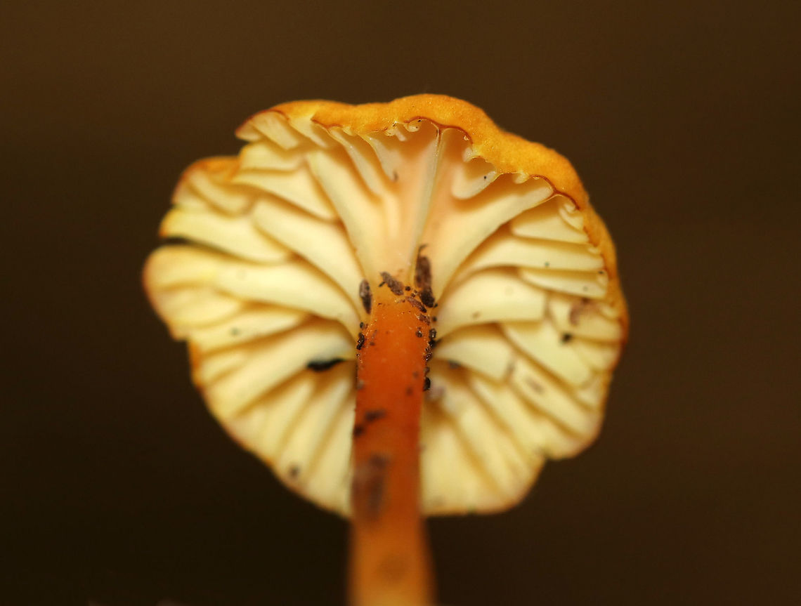 Hygrocybe cantharellus Cap: Finely scalloped margin; dry; fibrillose; pale orange<br />
Gills: Pale yellow; distant; thick; decurrent; short gills present<br />
Stem: Orange; yellow at base<br />
Habitat: Mixed forest<br />
<figure class="photo"><a href="https://www.jungledragon.com/image/90706/hygrocybe_cantharellus.html" title="Hygrocybe cantharellus"><img src="https://s3.amazonaws.com/media.jungledragon.com/images/3232/90706_thumb.jpg?AWSAccessKeyId=05GMT0V3GWVNE7GGM1R2&Expires=1767225610&Signature=O3%2FHX49D1ek%2F7PNx74L2AEiGVhY%3D" width="200" height="152" alt="Hygrocybe cantharellus Cap: Finely scalloped margin; dry; fibrillose; pale orange<br />
Gills: Pale yellow; distant; thick; decurrent; short gills present<br />
Stem: Orange; yellow at base<br />
Habitat: Mixed forest<br />
https://www.jungledragon.com/image/90704/hygrocybe_cantharellus.html<br />
https://www.jungledragon.com/image/90705/hygrocybe_cantharellus.html<br />
 Geotagged,Hygrocybe cantharellus,Summer,United States" /></a></figure><br />
<figure class="photo"><a href="https://www.jungledragon.com/image/90705/hygrocybe_cantharellus.html" title="Hygrocybe cantharellus"><img src="https://s3.amazonaws.com/media.jungledragon.com/images/3232/90705_thumb.jpg?AWSAccessKeyId=05GMT0V3GWVNE7GGM1R2&Expires=1767225610&Signature=KOaniQhq1eW8sloMzDnXErECf3M%3D" width="200" height="154" alt="Hygrocybe cantharellus Cap: Finely scalloped margin; dry; fibrillose; pale orange<br />
Gills: Pale yellow; distant; thick; decurrent; short gills present<br />
Stem: Orange; yellow at base<br />
Habitat: Mixed forest<br />
https://www.jungledragon.com/image/90704/hygrocybe_cantharellus.html<br />
https://www.jungledragon.com/image/90706/hygrocybe_cantharellus.html Geotagged,Hygrocybe cantharellus,Summer,United States" /></a></figure> Geotagged,Hygrocybe,Hygrocybe cantharellus,Summer,United States,mushroom
