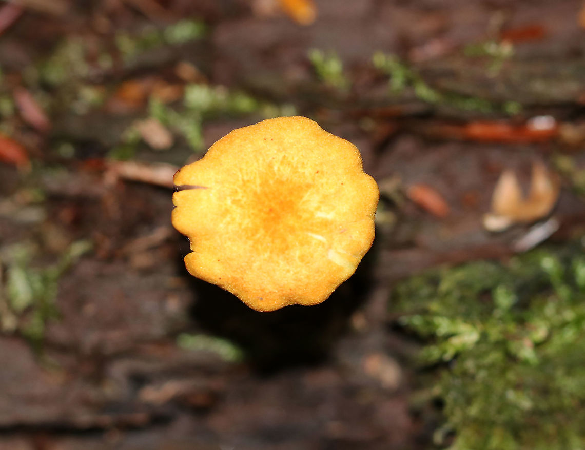 Hygrocybe cantharellus Cap: Finely scalloped margin; dry; fibrillose; pale orange<br />
Gills: Pale yellow; distant; thick; decurrent; short gills present<br />
Stem: Orange; yellow at base<br />
Habitat: Mixed forest<br />
<figure class="photo"><a href="https://www.jungledragon.com/image/90704/hygrocybe_cantharellus.html" title="Hygrocybe cantharellus"><img src="https://s3.amazonaws.com/media.jungledragon.com/images/3232/90704_thumb.jpg?AWSAccessKeyId=05GMT0V3GWVNE7GGM1R2&Expires=1759968010&Signature=hy4MA66%2B9c9U8FezpFBrGiNIzus%3D" width="200" height="152" alt="Hygrocybe cantharellus Cap: Finely scalloped margin; dry; fibrillose; pale orange<br />
Gills: Pale yellow; distant; thick; decurrent; short gills present<br />
Stem: Orange; yellow at base<br />
Habitat: Mixed forest<br />
https://www.jungledragon.com/image/90706/hygrocybe_cantharellus.html<br />
https://www.jungledragon.com/image/90705/hygrocybe_cantharellus.html Geotagged,Hygrocybe,Hygrocybe cantharellus,Summer,United States,mushroom" /></a></figure><br />
<figure class="photo"><a href="https://www.jungledragon.com/image/90706/hygrocybe_cantharellus.html" title="Hygrocybe cantharellus"><img src="https://s3.amazonaws.com/media.jungledragon.com/images/3232/90706_thumb.jpg?AWSAccessKeyId=05GMT0V3GWVNE7GGM1R2&Expires=1759968010&Signature=L67P5oAnGaUuv0Bmt%2FLzHwNdgk8%3D" width="200" height="152" alt="Hygrocybe cantharellus Cap: Finely scalloped margin; dry; fibrillose; pale orange<br />
Gills: Pale yellow; distant; thick; decurrent; short gills present<br />
Stem: Orange; yellow at base<br />
Habitat: Mixed forest<br />
https://www.jungledragon.com/image/90704/hygrocybe_cantharellus.html<br />
https://www.jungledragon.com/image/90705/hygrocybe_cantharellus.html<br />
 Geotagged,Hygrocybe cantharellus,Summer,United States" /></a></figure> Geotagged,Hygrocybe cantharellus,Summer,United States