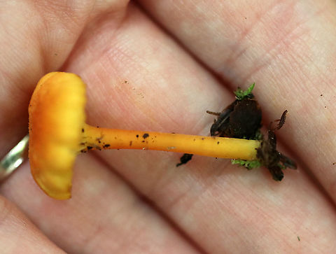 Hygrocybe cantharellus Cap: Finely scalloped margin; dry; fibrillose; pale orange
Gills: Pale yellow; distant; thick; decurrent; short gills present
Stem: Orange; yellow at base
Habitat: Mixed forest
https://www.jungledragon.com/image/90704/hygrocybe_cantharellus.html
https://www.jungledragon.com/image/90705/hygrocybe_cantharellus.html
 Geotagged,Hygrocybe cantharellus,Summer,United States