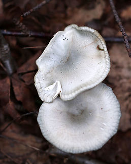 Aniseed Toadstool - Clitocybe odora Cap: Silvery gray; flat; dry; finely hairy; lined margin
Gills: Decurrent; whitish
Stem: Whitish with some discoloration; equal; lots of basal mycelium
Habitat: Growing on the ground/buried rotting wood in a mostly deciduous area of a mixed forest
https://www.jungledragon.com/image/90710/aniseed_toadstool_-_clitocybe_odora.html
https://www.jungledragon.com/image/90709/aniseed_toadstool_-_clitocybe_odora.html
https://www.jungledragon.com/image/90708/aniseed_toadstool_-_clitocybe_odora.html Aniseed Toadstool,Clitocybe,Clitocybe odora,Geotagged,Summer,United States