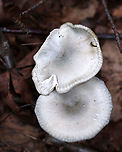 Aniseed Toadstool - Clitocybe odora Cap: Silvery gray; flat; dry; finely hairy; lined margin<br />
Gills: Decurrent; whitish<br />
Stem: Whitish with some discoloration; equal; lots of basal mycelium<br />
Habitat: Growing on the ground/buried rotting wood in a mostly deciduous area of a mixed forest<br />
https://www.jungledragon.com/image/90710/aniseed_toadstool_-_clitocybe_odora.html<br />
https://www.jungledragon.com/image/90709/aniseed_toadstool_-_clitocybe_odora.html<br />
https://www.jungledragon.com/image/90708/aniseed_toadstool_-_clitocybe_odora.html Aniseed Toadstool,Clitocybe,Clitocybe odora,Geotagged,Summer,United States