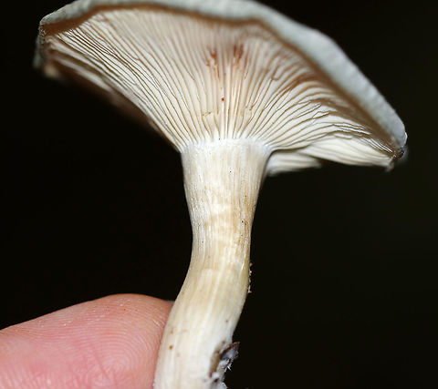Aniseed Toadstool - Clitocybe odora Cap: Silvery gray; flat; dry; finely hairy; lined margin
Gills: Decurrent; whitish
Stem: Whitish with some discoloration; equal; lots of basal mycelium
Habitat: Growing on the ground/buried rotting wood in a mostly deciduous area of a mixed forest
https://www.jungledragon.com/image/90709/aniseed_toadstool_-_clitocybe_odora.html
https://www.jungledragon.com/image/90710/aniseed_toadstool_-_clitocybe_odora.html
https://www.jungledragon.com/image/90707/aniseed_toadstool_-_clitocybe_odora.html Clitocybe odora,Geotagged,Summer,United States