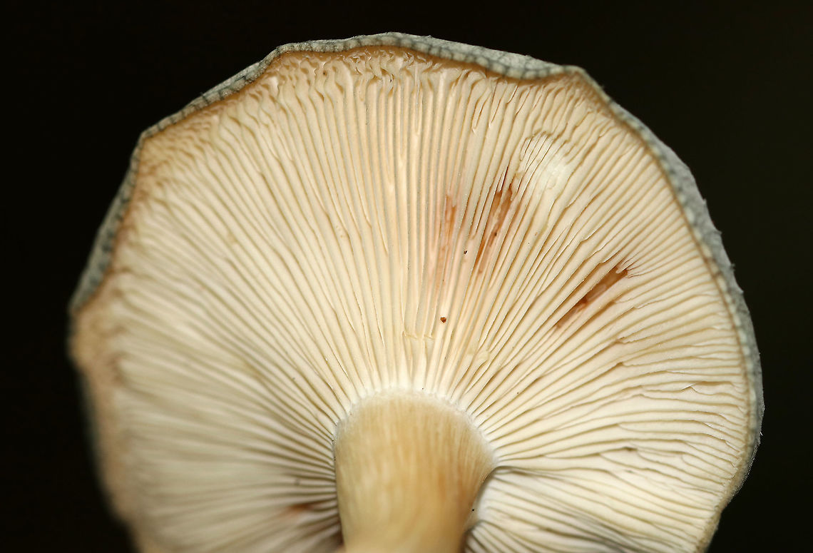 Aniseed Toadstool - Clitocybe odora Cap: Silvery gray; flat; dry; finely hairy; lined margin<br />
Gills: Decurrent; whitish<br />
Stem: Whitish with some discoloration; equal; lots of basal mycelium<br />
Habitat: Growing on the ground/buried rotting wood in a mostly deciduous area of a mixed forest<br />
<figure class="photo"><a href="https://www.jungledragon.com/image/90707/aniseed_toadstool_-_clitocybe_odora.html" title="Aniseed Toadstool - Clitocybe odora"><img src="https://s3.amazonaws.com/media.jungledragon.com/images/3232/90707_thumb.jpg?AWSAccessKeyId=05GMT0V3GWVNE7GGM1R2&Expires=1767225610&Signature=0iq7M3ZHqwNsjpPTQScEURe%2BfpU%3D" width="122" height="152" alt="Aniseed Toadstool - Clitocybe odora Cap: Silvery gray; flat; dry; finely hairy; lined margin<br />
Gills: Decurrent; whitish<br />
Stem: Whitish with some discoloration; equal; lots of basal mycelium<br />
Habitat: Growing on the ground/buried rotting wood in a mostly deciduous area of a mixed forest<br />
https://www.jungledragon.com/image/90710/aniseed_toadstool_-_clitocybe_odora.html<br />
https://www.jungledragon.com/image/90709/aniseed_toadstool_-_clitocybe_odora.html<br />
https://www.jungledragon.com/image/90708/aniseed_toadstool_-_clitocybe_odora.html Aniseed Toadstool,Clitocybe,Clitocybe odora,Geotagged,Summer,United States" /></a></figure><br />
<figure class="photo"><a href="https://www.jungledragon.com/image/90710/aniseed_toadstool_-_clitocybe_odora.html" title="Aniseed Toadstool - Clitocybe odora"><img src="https://s3.amazonaws.com/media.jungledragon.com/images/3232/90710_thumb.jpg?AWSAccessKeyId=05GMT0V3GWVNE7GGM1R2&Expires=1767225610&Signature=K5Dsu%2BPeFK63Oxwk2eS3gkHJpMw%3D" width="200" height="198" alt="Aniseed Toadstool - Clitocybe odora Cap: Silvery gray; flat; dry; finely hairy; lined margin<br />
Gills: Decurrent; whitish<br />
Stem: Whitish with some discoloration; equal; lots of basal mycelium<br />
Habitat: Growing on the ground/buried rotting wood in a mostly deciduous area of a mixed forest<br />
https://www.jungledragon.com/image/90707/aniseed_toadstool_-_clitocybe_odora.html<br />
https://www.jungledragon.com/image/90709/aniseed_toadstool_-_clitocybe_odora.html<br />
https://www.jungledragon.com/image/90708/aniseed_toadstool_-_clitocybe_odora.html Clitocybe odora,Geotagged,Summer,United States" /></a></figure><br />
<figure class="photo"><a href="https://www.jungledragon.com/image/90708/aniseed_toadstool_-_clitocybe_odora.html" title="Aniseed Toadstool - Clitocybe odora"><img src="https://s3.amazonaws.com/media.jungledragon.com/images/3232/90708_thumb.jpg?AWSAccessKeyId=05GMT0V3GWVNE7GGM1R2&Expires=1767225610&Signature=5HuieaVzLMyP6YiBsQZF3PsY9Iw%3D" width="200" height="180" alt="Aniseed Toadstool - Clitocybe odora Cap: Silvery gray; flat; dry; finely hairy; lined margin<br />
Gills: Decurrent; whitish<br />
Stem: Whitish with some discoloration; equal; lots of basal mycelium<br />
Habitat: Growing on the ground/buried rotting wood in a mostly deciduous area of a mixed forest<br />
https://www.jungledragon.com/image/90709/aniseed_toadstool_-_clitocybe_odora.html<br />
https://www.jungledragon.com/image/90710/aniseed_toadstool_-_clitocybe_odora.html<br />
https://www.jungledragon.com/image/90707/aniseed_toadstool_-_clitocybe_odora.html Clitocybe odora,Geotagged,Summer,United States" /></a></figure> Clitocybe odora,Geotagged,Summer,United States