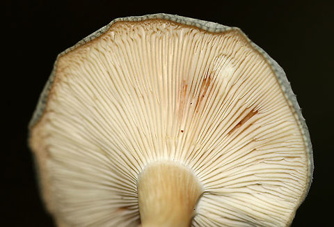 Aniseed Toadstool - Clitocybe odora Cap: Silvery gray; flat; dry; finely hairy; lined margin
Gills: Decurrent; whitish
Stem: Whitish with some discoloration; equal; lots of basal mycelium
Habitat: Growing on the ground/buried rotting wood in a mostly deciduous area of a mixed forest
https://www.jungledragon.com/image/90707/aniseed_toadstool_-_clitocybe_odora.html
https://www.jungledragon.com/image/90710/aniseed_toadstool_-_clitocybe_odora.html
https://www.jungledragon.com/image/90708/aniseed_toadstool_-_clitocybe_odora.html Clitocybe odora,Geotagged,Summer,United States