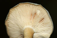 Aniseed Toadstool - Clitocybe odora Cap: Silvery gray; flat; dry; finely hairy; lined margin<br />
Gills: Decurrent; whitish<br />
Stem: Whitish with some discoloration; equal; lots of basal mycelium<br />
Habitat: Growing on the ground/buried rotting wood in a mostly deciduous area of a mixed forest<br />
https://www.jungledragon.com/image/90707/aniseed_toadstool_-_clitocybe_odora.html<br />
https://www.jungledragon.com/image/90710/aniseed_toadstool_-_clitocybe_odora.html<br />
https://www.jungledragon.com/image/90708/aniseed_toadstool_-_clitocybe_odora.html Clitocybe odora,Geotagged,Summer,United States