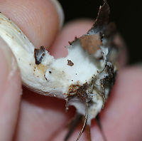 Aniseed Toadstool - Clitocybe odora Cap: Silvery gray; flat; dry; finely hairy; lined margin<br />
Gills: Decurrent; whitish<br />
Stem: Whitish with some discoloration; equal; lots of basal mycelium<br />
Habitat: Growing on the ground/buried rotting wood in a mostly deciduous area of a mixed forest<br />
https://www.jungledragon.com/image/90707/aniseed_toadstool_-_clitocybe_odora.html<br />
https://www.jungledragon.com/image/90709/aniseed_toadstool_-_clitocybe_odora.html<br />
https://www.jungledragon.com/image/90708/aniseed_toadstool_-_clitocybe_odora.html Clitocybe odora,Geotagged,Summer,United States