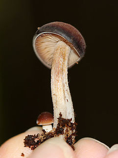 Agrocybe firma Cap: Convex; dark brown
Gills: Tan; attached; close; frequent short gills
Stem: Equal; tan/brown; fibrillose
Habitat: Rotting wood in a mixed forest
https://www.jungledragon.com/image/90713/agrocybe_firma.html
https://www.jungledragon.com/image/90712/agrocybe_firma.html Agrocybe,Agrocybe firma,Geotagged,Summer,United States,fungus,mushroom