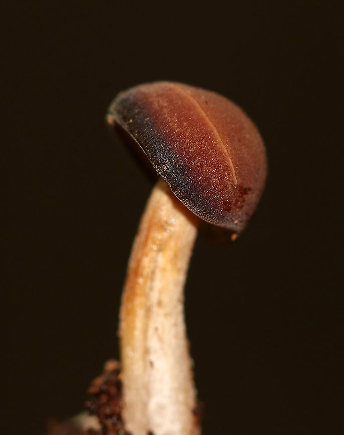 Agrocybe firma Cap: Convex; dark brown<br />
Gills: Tan; attached; close; frequent short gills<br />
Stem: Equal; tan/brown; fibrillose<br />
Habitat: Rotting wood in a mixed forest<br />
<figure class="photo"><a href="https://www.jungledragon.com/image/90713/agrocybe_firma.html" title="Agrocybe firma"><img src="https://s3.amazonaws.com/media.jungledragon.com/images/3232/90713_thumb.jpg?AWSAccessKeyId=05GMT0V3GWVNE7GGM1R2&Expires=1759968010&Signature=MHtsfpOqtQmCn4mC5Rn6CQXE%2BN0%3D" width="152" height="152" alt="Agrocybe firma Cap: Convex; dark brown<br />
Gills: Tan; attached; close; frequent short gills<br />
Stem: Equal; tan/brown; fibrillose<br />
Habitat: Rotting wood in a mixed forest<br />
https://www.jungledragon.com/image/90711/agrocybe_firma.html<br />
https://www.jungledragon.com/image/90712/agrocybe_firma.html Agrocybe firma,Geotagged,Summer,United States" /></a></figure><br />
<figure class="photo"><a href="https://www.jungledragon.com/image/90711/agrocybe_firma.html" title="Agrocybe firma"><img src="https://s3.amazonaws.com/media.jungledragon.com/images/3232/90711_thumb.jpg?AWSAccessKeyId=05GMT0V3GWVNE7GGM1R2&Expires=1759968010&Signature=EBeWy%2BdMVa09T1EZG7FUt%2BePFzY%3D" width="114" height="152" alt="Agrocybe firma Cap: Convex; dark brown<br />
Gills: Tan; attached; close; frequent short gills<br />
Stem: Equal; tan/brown; fibrillose<br />
Habitat: Rotting wood in a mixed forest<br />
https://www.jungledragon.com/image/90713/agrocybe_firma.html<br />
https://www.jungledragon.com/image/90712/agrocybe_firma.html Agrocybe,Agrocybe firma,Geotagged,Summer,United States,fungus,mushroom" /></a></figure> Agrocybe firma,Geotagged,Summer,United States