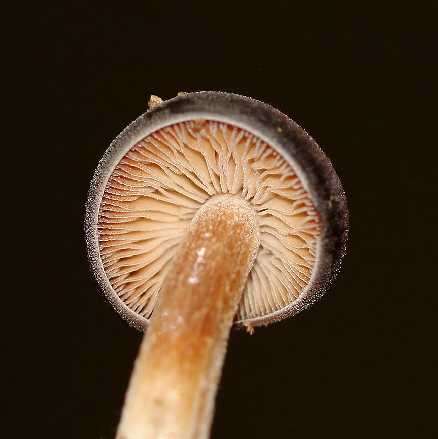 Agrocybe firma Cap: Convex; dark brown<br />
Gills: Tan; attached; close; frequent short gills<br />
Stem: Equal; tan/brown; fibrillose<br />
Habitat: Rotting wood in a mixed forest<br />
<figure class="photo"><a href="https://www.jungledragon.com/image/90711/agrocybe_firma.html" title="Agrocybe firma"><img src="https://s3.amazonaws.com/media.jungledragon.com/images/3232/90711_thumb.jpg?AWSAccessKeyId=05GMT0V3GWVNE7GGM1R2&Expires=1759968010&Signature=EBeWy%2BdMVa09T1EZG7FUt%2BePFzY%3D" width="114" height="152" alt="Agrocybe firma Cap: Convex; dark brown<br />
Gills: Tan; attached; close; frequent short gills<br />
Stem: Equal; tan/brown; fibrillose<br />
Habitat: Rotting wood in a mixed forest<br />
https://www.jungledragon.com/image/90713/agrocybe_firma.html<br />
https://www.jungledragon.com/image/90712/agrocybe_firma.html Agrocybe,Agrocybe firma,Geotagged,Summer,United States,fungus,mushroom" /></a></figure><br />
<figure class="photo"><a href="https://www.jungledragon.com/image/90712/agrocybe_firma.html" title="Agrocybe firma"><img src="https://s3.amazonaws.com/media.jungledragon.com/images/3232/90712_thumb.jpg?AWSAccessKeyId=05GMT0V3GWVNE7GGM1R2&Expires=1759968010&Signature=knh2yzgToMIcP0aeX23z%2BVJ3VO0%3D" width="122" height="152" alt="Agrocybe firma Cap: Convex; dark brown<br />
Gills: Tan; attached; close; frequent short gills<br />
Stem: Equal; tan/brown; fibrillose<br />
Habitat: Rotting wood in a mixed forest<br />
https://www.jungledragon.com/image/90713/agrocybe_firma.html<br />
https://www.jungledragon.com/image/90711/agrocybe_firma.html Agrocybe firma,Geotagged,Summer,United States" /></a></figure> Agrocybe firma,Geotagged,Summer,United States