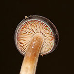 Agrocybe firma Cap: Convex; dark brown<br />
Gills: Tan; attached; close; frequent short gills<br />
Stem: Equal; tan/brown; fibrillose<br />
Habitat: Rotting wood in a mixed forest<br />
https://www.jungledragon.com/image/90711/agrocybe_firma.html<br />
https://www.jungledragon.com/image/90712/agrocybe_firma.html Agrocybe firma,Geotagged,Summer,United States