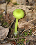 Mousepee Pinkgill - Entoloma incanum Cap: Convex with a central depression; dry; bright yellowish green<br />
Gills: Attached; nearly distant; short gills present; pale yellow<br />
Stem: Equal; somewhat greasy; hollow; similar color to cap; white basal mycelium<br />
Habitat: Leaf litter in a mixed forest<br />
<br />
*If you're wondering about the common name, 'mousepee' is because the mushroom smells like mouse urine, and 'pinkgill' is because the gills eventually turn pink with maturity.<br />
<br />
<br />
https://www.jungledragon.com/image/90715/mousepee_pinkgill_-_entoloma_incanum.html Entoloma,Entoloma incanum,Geotagged,Mousepee Pinkgill,Summer,United States,fungus,mushroom
