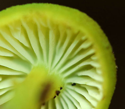 Mousepee Pinkgill - Entoloma incanum Cap: Convex with a central depression; dry; bright yellowish green
Gills: Attached; nearly distant; short gills present; pale yellow
Stem: Equal; somewhat greasy; hollow; similar color to cap; white basal mycelium
Habitat: Leaf litter in a mixed forest
https://www.jungledragon.com/image/90714/mousepee_pinkgill_-_entoloma_incanum.html Entoloma incanum,Geotagged,Mousepee Pinkgill,Summer,United States