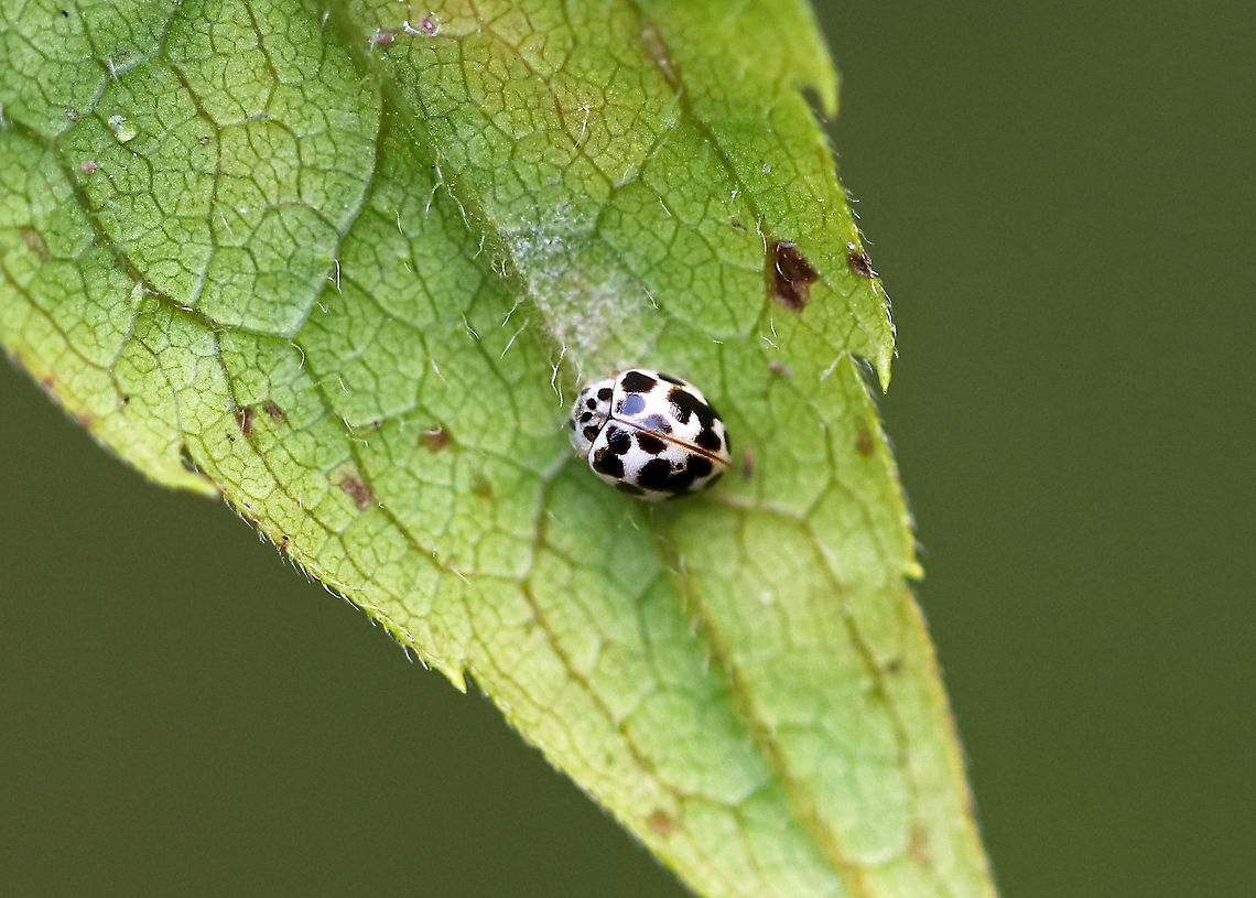 Wee-tiny Ladybug - Psyllobora vigintimaculata Feeding on powdery mildew<br />
<br />
Habitat: Meadow Geotagged,Psyllobora,Psyllobora vigintimaculata,Summer,Twenty-spot Ladybird,United States,beetle,wee tiny ladybug
