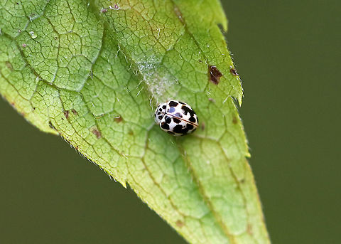 Wee-tiny Ladybug - Psyllobora vigintimaculata Feeding on powdery mildew

Habitat: Meadow Geotagged,Psyllobora,Psyllobora vigintimaculata,Summer,Twenty-spot Ladybird,United States,beetle,wee tiny ladybug