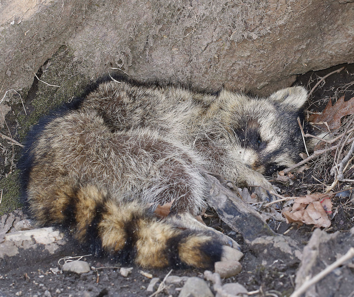Raccoon (Deceased) - Procyon lotor While hiking with my kids this afternoon, we found this raccoon near the edge of a river. It was curled up at the base of a tree and looked like it died from natural causes and had been there a couple days. The place where we were hiking is cared for by Audubon, and we reported the dead raccoon to them. They decided to leave it there and hope to harvest the bones for educational purposes if it decays before a coyote drags the carcass away.<br />
<br />
 Common Raccoon,Geotagged,Procyon,Procyon lotor,United States,Winter,raccoon