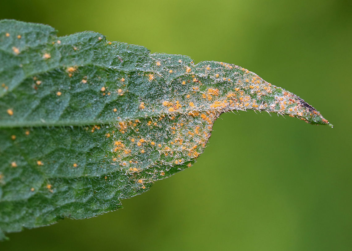 Rust Fungus - Puccinia vernoniae Habitat:Growing on a plant in a rural garden Geotagged,Puccinia,Puccinia vernoniae,Summer,United States,plant pathogen,rust,rust fungus
