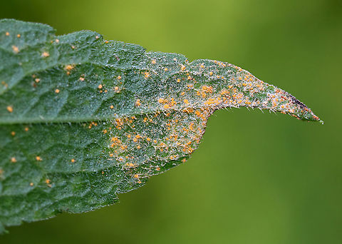 Rust Fungus - Puccinia vernoniae Habitat:Growing on a plant in a rural garden Geotagged,Puccinia,Puccinia vernoniae,Summer,United States,plant pathogen,rust,rust fungus