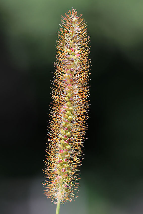 Yellow Foxtail - Setaria pumila This Eurasian grass has become a serious weed in many areas.<br />
<br />
Habitat: Meadow/wetland edge<br />
<figure class="photo"><a href="https://www.jungledragon.com/image/90814/yellow_foxtail_-_setaria_pumila.html" title="Yellow Foxtail - Setaria pumila"><img src="https://s3.amazonaws.com/media.jungledragon.com/images/3232/90814_thumb.jpg?AWSAccessKeyId=05GMT0V3GWVNE7GGM1R2&Expires=1759968010&Signature=wW14lvKKRUJyO5A2m3G5Mmwvqko%3D" width="200" height="200" alt="Yellow Foxtail - Setaria pumila This Eurasian grass has become a serious weed in many areas.<br />
<br />
Habitat: Meadow/wetland edge<br />
https://www.jungledragon.com/image/90812/yellow_foxtail_-_setaria_pumila.html Geotagged,Setaria pumila,Summer,United States,foxtail,grass" /></a></figure> Geotagged,Setaria,Setaria pumila,Summer,United States,foxtail,grass