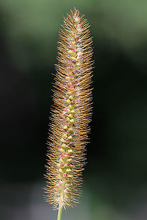 Yellow Foxtail - Setaria pumila This Eurasian grass has become a serious weed in many areas.

Habitat: Meadow/wetland edge
https://www.jungledragon.com/image/90814/yellow_foxtail_-_setaria_pumila.html Geotagged,Setaria,Setaria pumila,Summer,United States,foxtail,grass