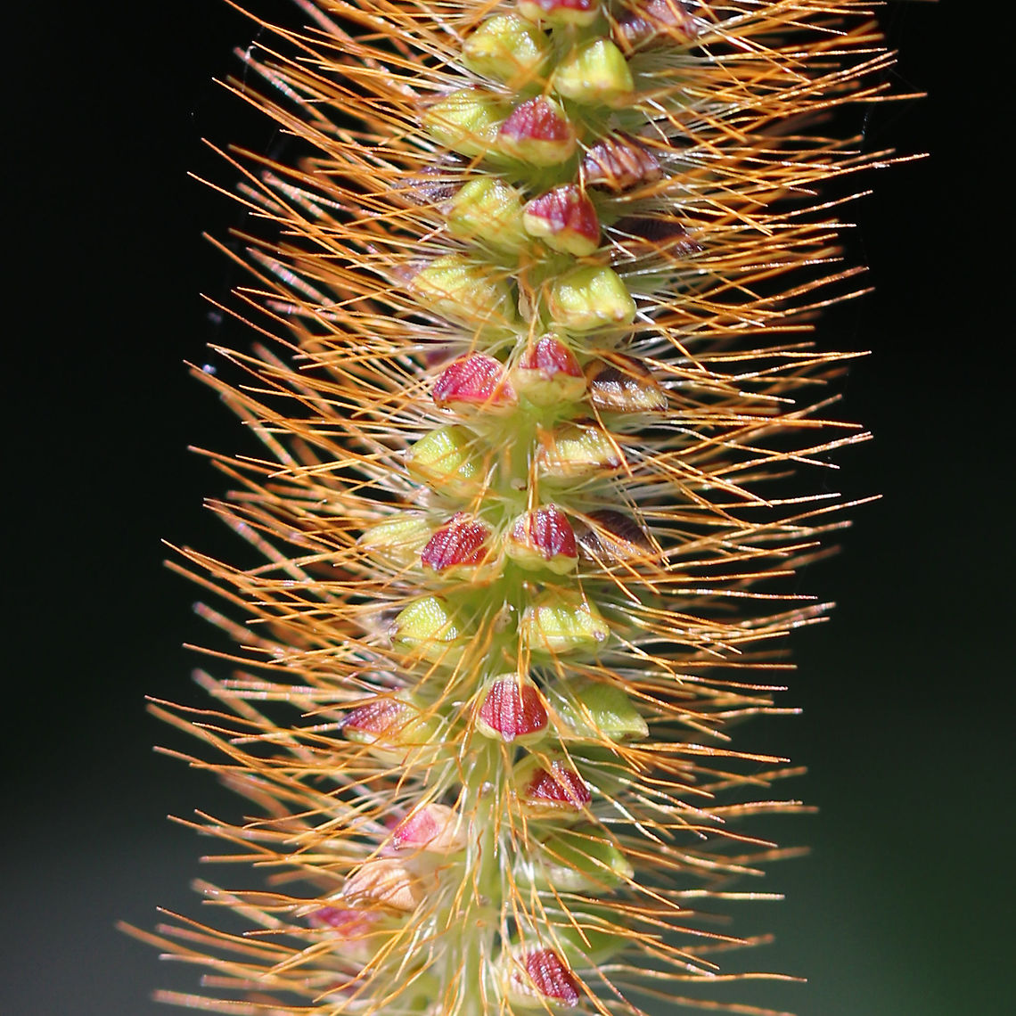 Yellow Foxtail - Setaria pumila This Eurasian grass has become a serious weed in many areas.<br />
<br />
Habitat: Meadow/wetland edge<br />
<figure class="photo"><a href="https://www.jungledragon.com/image/90812/yellow_foxtail_-_setaria_pumila.html" title="Yellow Foxtail - Setaria pumila"><img src="https://s3.amazonaws.com/media.jungledragon.com/images/3232/90812_thumb.jpg?AWSAccessKeyId=05GMT0V3GWVNE7GGM1R2&Expires=1769040010&Signature=dU5GcpSRytO24cxnoEvlcgRj1BU%3D" width="102" height="152" alt="Yellow Foxtail - Setaria pumila This Eurasian grass has become a serious weed in many areas.<br />
<br />
Habitat: Meadow/wetland edge<br />
https://www.jungledragon.com/image/90814/yellow_foxtail_-_setaria_pumila.html Geotagged,Setaria,Setaria pumila,Summer,United States,foxtail,grass" /></a></figure> Geotagged,Setaria pumila,Summer,United States,foxtail,grass