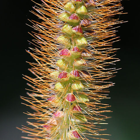 Yellow Foxtail - Setaria pumila This Eurasian grass has become a serious weed in many areas.

Habitat: Meadow/wetland edge
https://www.jungledragon.com/image/90812/yellow_foxtail_-_setaria_pumila.html Geotagged,Setaria pumila,Summer,United States,foxtail,grass