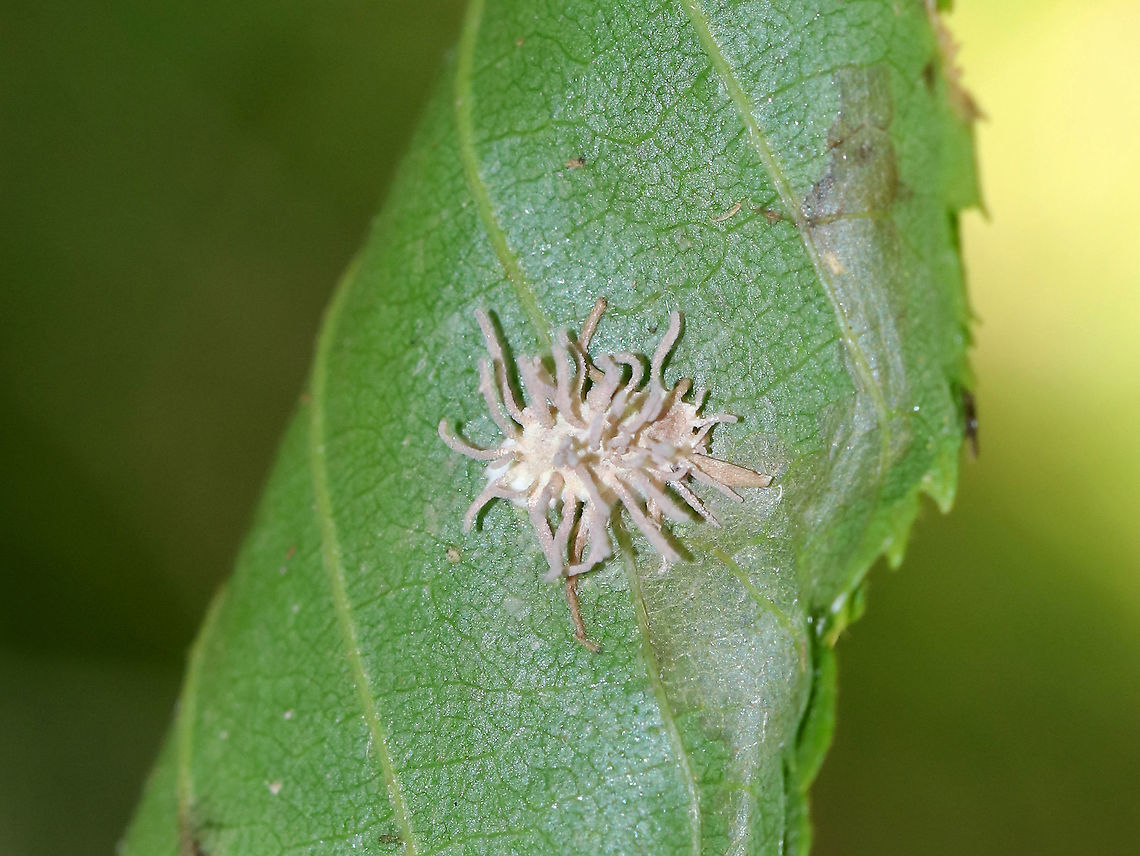 Spider Pathogen - Gibellula sp. This fungus infects spiders when fungal spores land on the unfortunate victim. The spores germinate and penetrate through the exoskeleton, after which it grows inside the spider's body. It continues growing until it has digested the entire spider. After consuming the entire contents of the spider's insides, the fungus sporulates by erupting from the cadaver and forms synnemata (the projections). And, the cycle begins again with the next unlucky spider.<br />
<br />
Habitat: Stuck to a leaf in a mixed forest.<br />
<figure class="photo"><a href="https://www.jungledragon.com/image/90845/spider_pathogen_-_gibellula_sp.html" title="Spider Pathogen - Gibellula sp."><img src="https://s3.amazonaws.com/media.jungledragon.com/images/3232/90845_thumb.jpg?AWSAccessKeyId=05GMT0V3GWVNE7GGM1R2&Expires=1759968010&Signature=pTHRMIW3VOYBOCxQqnZXRh7kJHA%3D" width="200" height="158" alt="Spider Pathogen - Gibellula sp. This fungus infects spiders when fungal spores land on the unfortunate victim. The spores germinate and penetrate through the exoskeleton, after which it grows inside the spider's body. It continues growing until it has digested the entire spider. After consuming the entire contents of the spider's insides, the fungus sporulates by erupting from the cadaver and forms synnemata (the projections). And, the cycle begins again with the next unlucky spider.<br />
<br />
Habitat: Stuck to a leaf in a mixed forest.<br />
<br />
https://www.jungledragon.com/image/90821/spider_pathogen_-_gibellula_sp.html Geotagged,Summer,United States" /></a></figure> Geotagged,Gibellula,Summer,United States,spider,spider pathogen