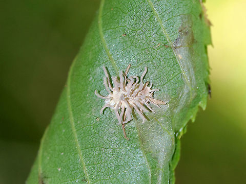 Spider Pathogen - Gibellula sp. This fungus infects spiders when fungal spores land on the unfortunate victim. The spores germinate and penetrate through the exoskeleton, after which it grows inside the spider's body. It continues growing until it has digested the entire spider. After consuming the entire contents of the spider's insides, the fungus sporulates by erupting from the cadaver and forms synnemata (the projections). And, the cycle begins again with the next unlucky spider.
Habitat: Stuck to a leaf in a mixed forest.
https://www.jungledragon.com/image/90845/spider_pathogen_-_gibellula_sp.html Geotagged,Gibellula,Summer,United States,spider,spider pathogen