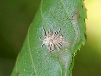 Spider Pathogen - Gibellula sp. This fungus infects spiders when fungal spores land on the unfortunate victim. The spores germinate and penetrate through the exoskeleton, after which it grows inside the spider's body. It continues growing until it has digested the entire spider. After consuming the entire contents of the spider's insides, the fungus sporulates by erupting from the cadaver and forms synnemata (the projections). And, the cycle begins again with the next unlucky spider.<br />
<br />
Habitat: Stuck to a leaf in a mixed forest.<br />
https://www.jungledragon.com/image/90845/spider_pathogen_-_gibellula_sp.html Geotagged,Gibellula,Summer,United States,spider,spider pathogen