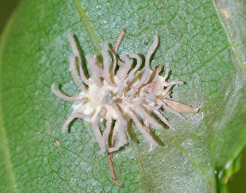 Spider Pathogen - Gibellula sp. This fungus infects spiders when fungal spores land on the unfortunate victim. The spores germinate and penetrate through the exoskeleton, after which it grows inside the spider's body. It continues growing until it has digested the entire spider. After consuming the entire contents of the spider's insides, the fungus sporulates by erupting from the cadaver and forms synnemata (the projections). And, the cycle begins again with the next unlucky spider.

Habitat: Stuck to a leaf in a mixed forest.

https://www.jungledragon.com/image/90821/spider_pathogen_-_gibellula_sp.html Geotagged,Summer,United States