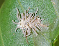 Spider Pathogen - Gibellula sp. This fungus infects spiders when fungal spores land on the unfortunate victim. The spores germinate and penetrate through the exoskeleton, after which it grows inside the spider's body. It continues growing until it has digested the entire spider. After consuming the entire contents of the spider's insides, the fungus sporulates by erupting from the cadaver and forms synnemata (the projections). And, the cycle begins again with the next unlucky spider.<br />
<br />
Habitat: Stuck to a leaf in a mixed forest.<br />
<br />
https://www.jungledragon.com/image/90821/spider_pathogen_-_gibellula_sp.html Geotagged,Summer,United States