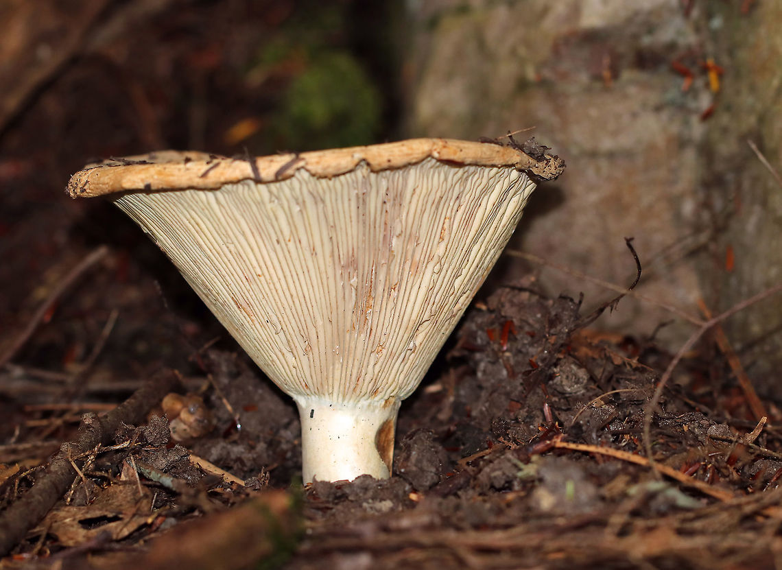 Russula compacta Habitat: Mixed forest Geotagged,Russula,Russula compacta,Summer,United States