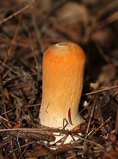 Clavariadelphus americanus Orange, wrinkled, narrowly clubish-shaped fruiting bodies.

Habitat: Mixed forest Clavariadelphus americanus,Geotagged,Summer,United States