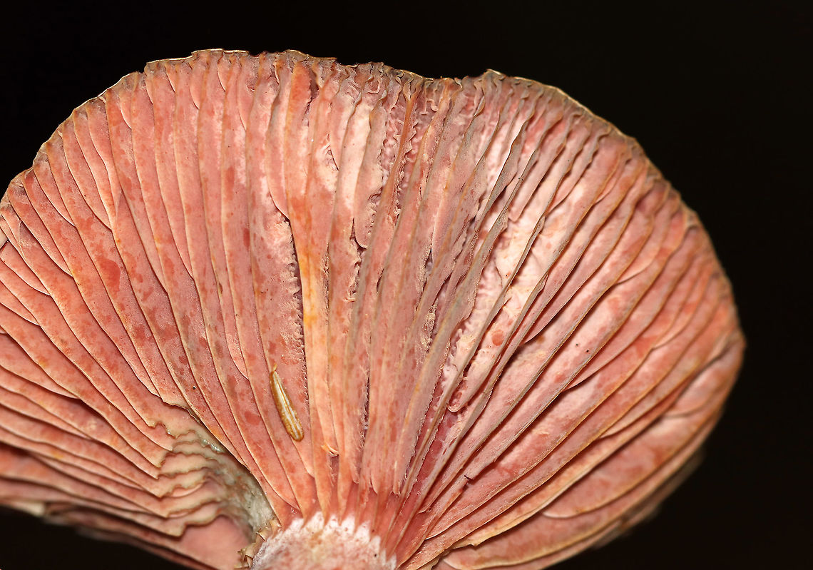 Lactarius subpurpureus This mushroom was a bit old and I couldn&#039;t really get the milk to flow.<br />
<br />
Habitat: Growing on the ground in a mixed forest  Geotagged,Lactarius subpurpureus,Summer,United States,lactarius,mushroom