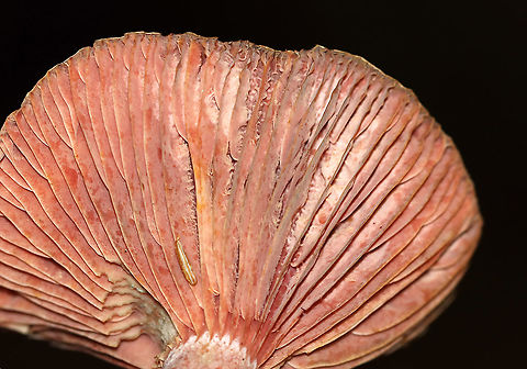 Lactarius subpurpureus This mushroom was a bit old and I couldn't really get the milk to flow.

Habitat: Growing on the ground in a mixed forest  Geotagged,Lactarius subpurpureus,Summer,United States,lactarius,mushroom