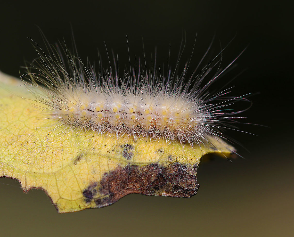 Spilosoma virginica Caterpillar Habitat: Mixed forest Geotagged,Spilosoma virginica,Summer,United States,Virginia tiger moth,caterpillar