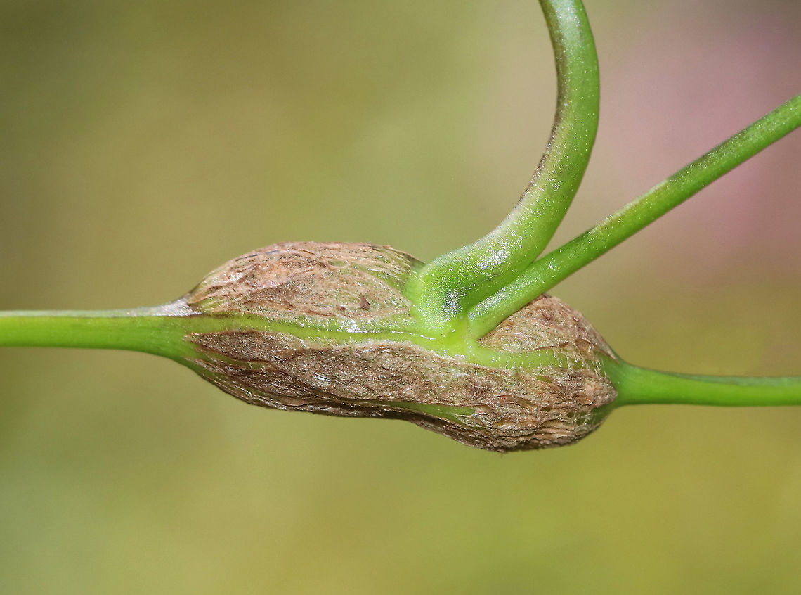 Neolasioptera convolvuli Gall This plant had a bunch of galls on the stems. They kinda looked like small peanuts.<br />
<br />
Habitat: On bindweed (not cultivated); meadow edge Geotagged,Neolasioptera,Neolasioptera convolvuli,Summer,United States,bindweed gall,gall,gall midge