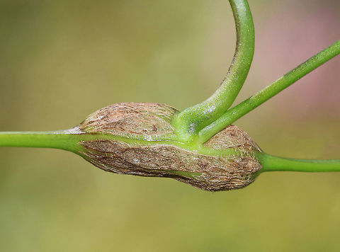 Neolasioptera convolvuli Gall This plant had a bunch of galls on the stems. They kinda looked like small peanuts.

Habitat: On bindweed (not cultivated); meadow edge Geotagged,Neolasioptera,Neolasioptera convolvuli,Summer,United States,bindweed gall,gall,gall midge