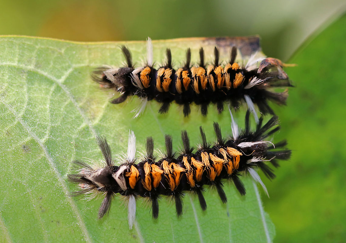 Milkweed Tussock Moth Caterpillar - Euchaetes egle Twinsies &lt;3<br />
<br />
Habitat: Milkweed in a meadow Euchaetes egle,Geotagged,Milkweed Tussock Moth,Summer,United States,caterpillar,larva