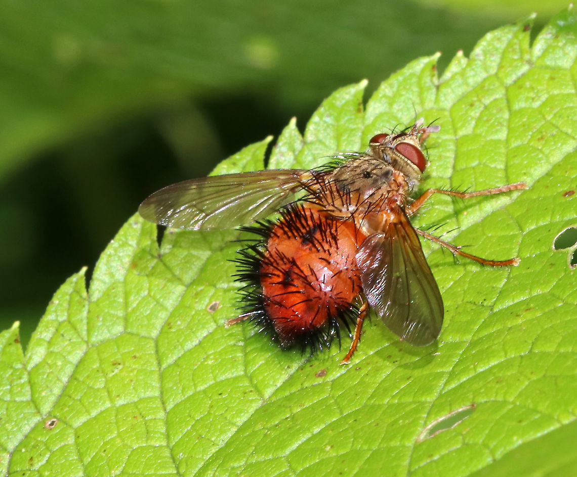 Tachinid Fly - Hystricia abrupta Habitat: Meadow Geotagged,Hystricia abrupta,Summer,United States,fly,tachinid